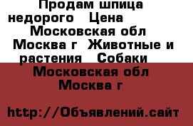 Продам шпица, недорого › Цена ­ 10 000 - Московская обл., Москва г. Животные и растения » Собаки   . Московская обл.,Москва г.